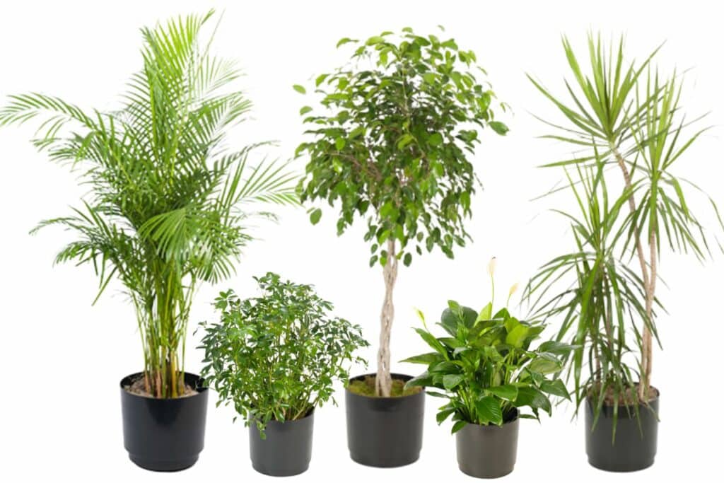 row of tall and short plants in black pots against a white background